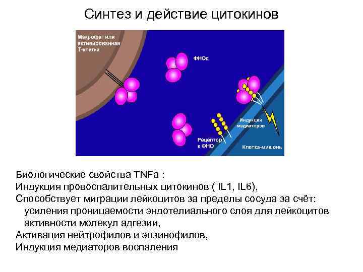  Синтез и действие цитокинов Биологические свойства TNFa : Индукция провоспалительных цитокинов ( IL