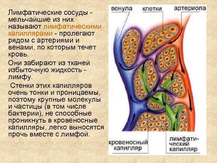 Лимфатические сосуды - мельчайшие из них называют лимфатическими капиллярами - пролегают рядом с артериями