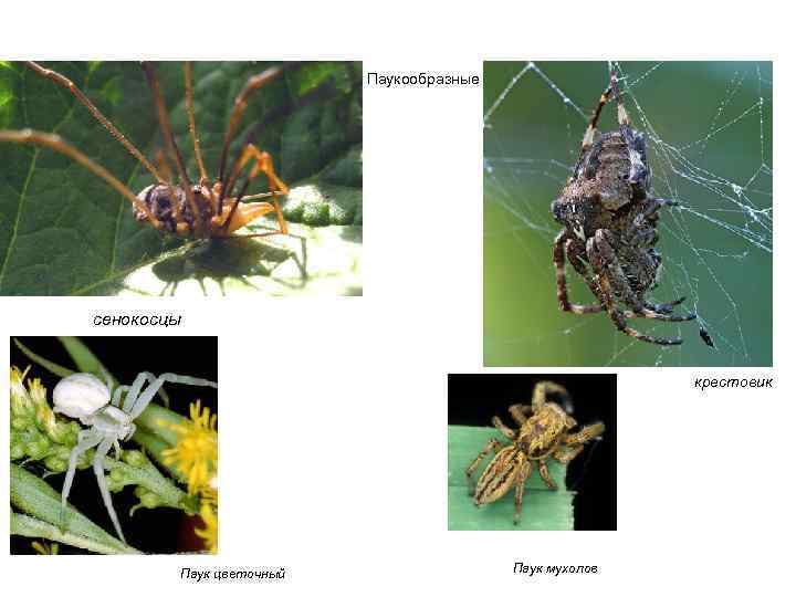  Паукообразные сенокосцы крестовик Паук цветочный Паук мухолов 