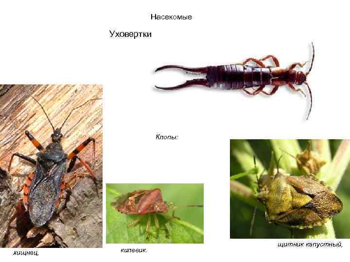  Насекомые Уховертки Клопы: щитник капустный, хищнец, килевик. 