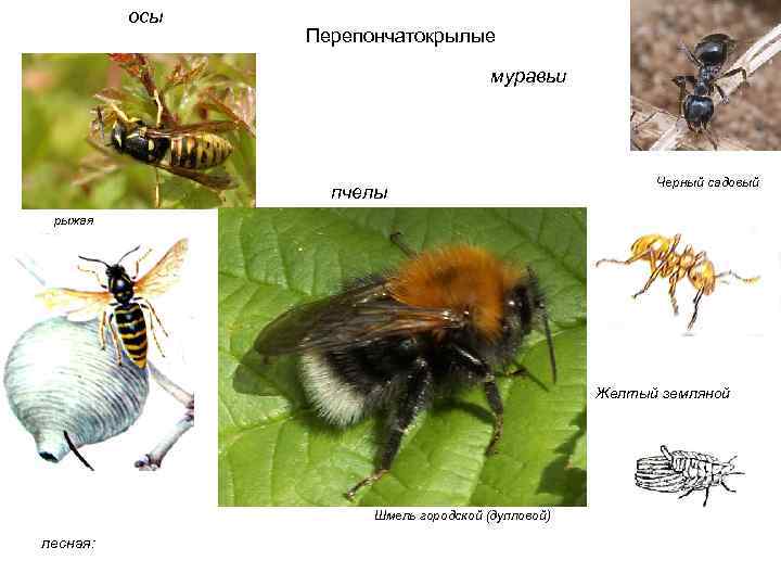  осы Перепончатокрылые муравьи Черный садовый пчелы рыжая Желтый земляной Шмель городской (дупловой) лесная: