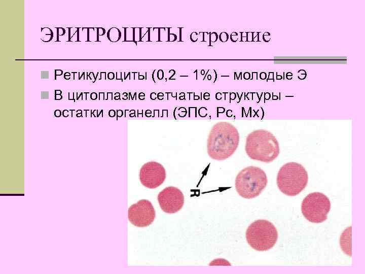 Эритроциты строение