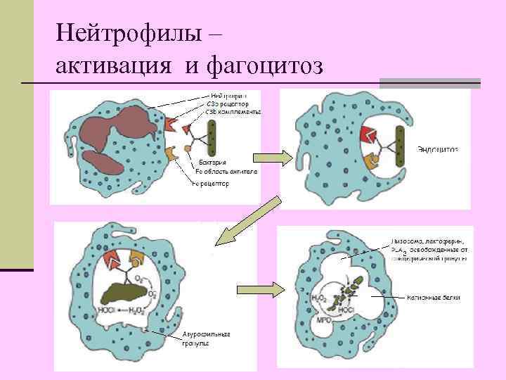 Нейтрофилы – активация и фагоцитоз 