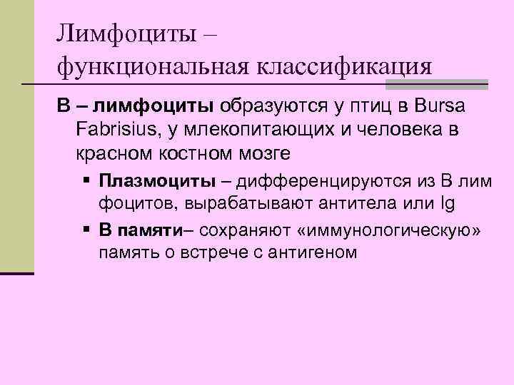 Лимфоциты – функциональная классификация В – лимфоциты образуются у птиц в Bursa  Fabrisius,