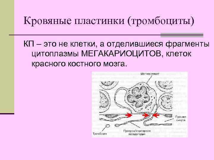 Кровяные пластинки (тромбоциты) КП – это не клетки, а отделившиеся фрагменты  цитоплазмы МЕГАКАРИОЦИТОВ,