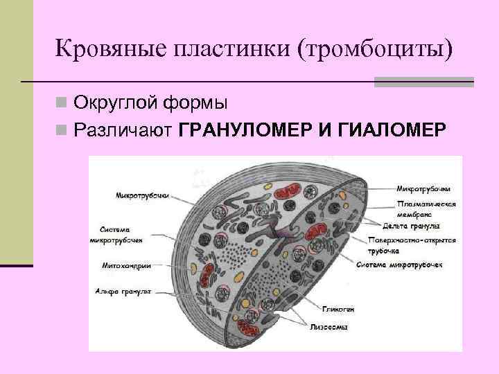 Строение тромбоцитов. Гиаломер и грануломер тромбоцитов. Строение тромбоцита гиаломер. Строение тромбоцита схема. Строение тромбоцитов гиаломер грануломер.