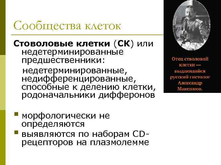 Сообщества клеток Стоволовые клетки (СК) или недетерминированные предшественники:  недетерминированные,  недифференцированные,  способные
