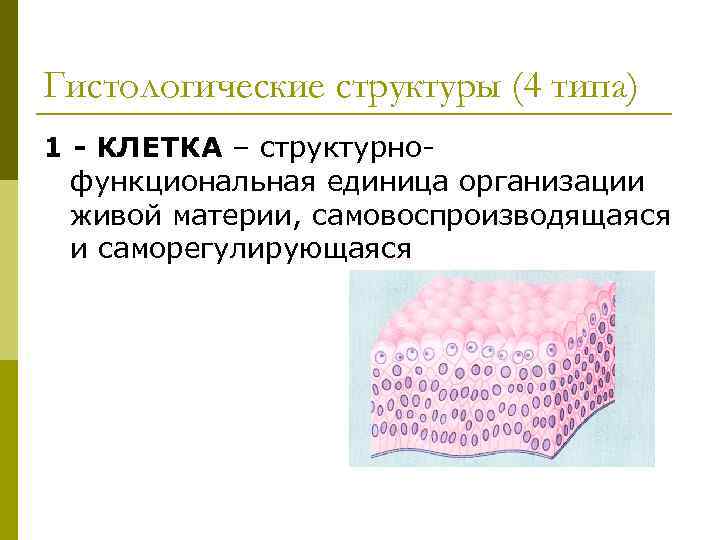 Гистологические структуры (4 типа) 1 - КЛЕТКА – структурно-  функциональная единица организации 