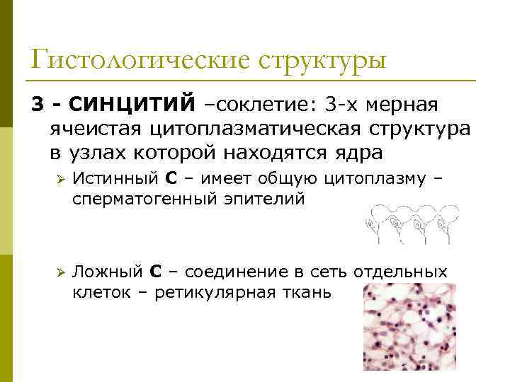 Гистологические структуры 3 - СИНЦИТИЙ –соклетие: 3 -х мерная  ячеистая цитоплазматическая структура 