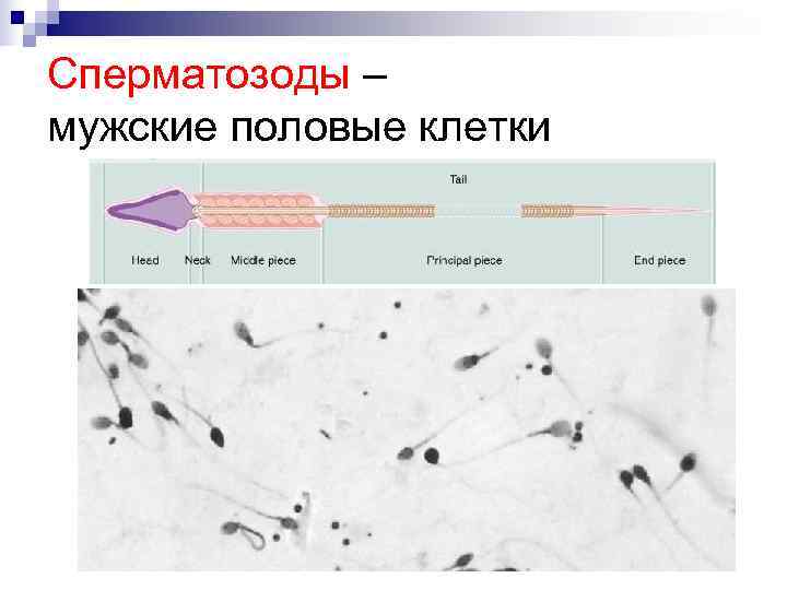 Сперматозоды – мужские половые клетки 