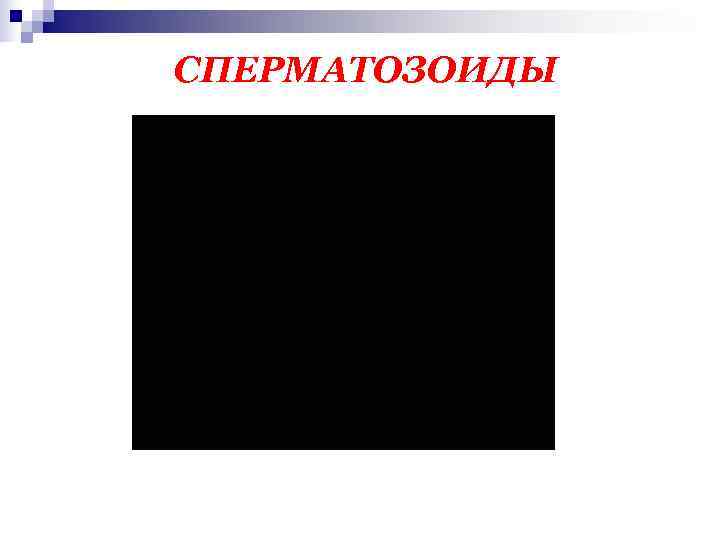 СПЕРМАТОЗОИДЫ 