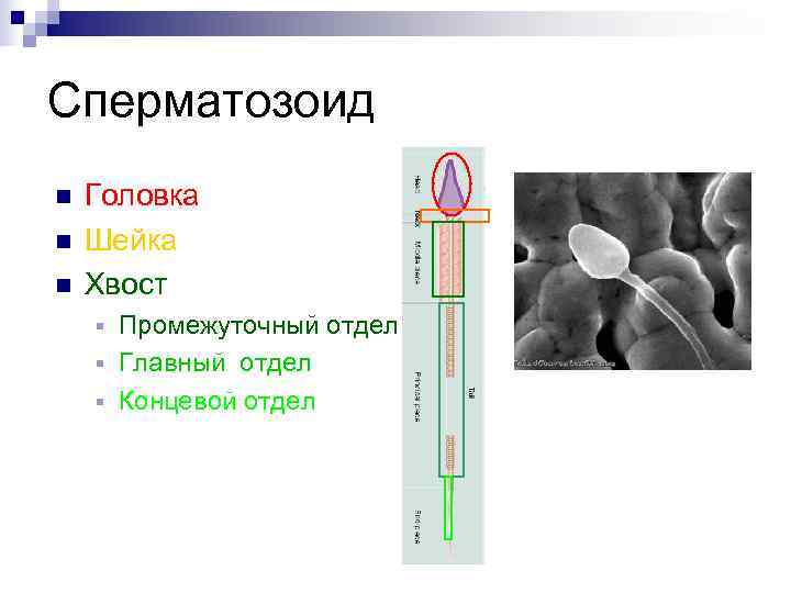 Сперматозоид n  Головка n  Шейка n  Хвост § Промежуточный отдел §