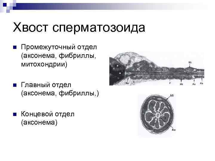 Хвост сперматозоида n  Промежуточный отдел (аксонема, фибриллы, митохондрии) n  Главный отдел (аксонема,