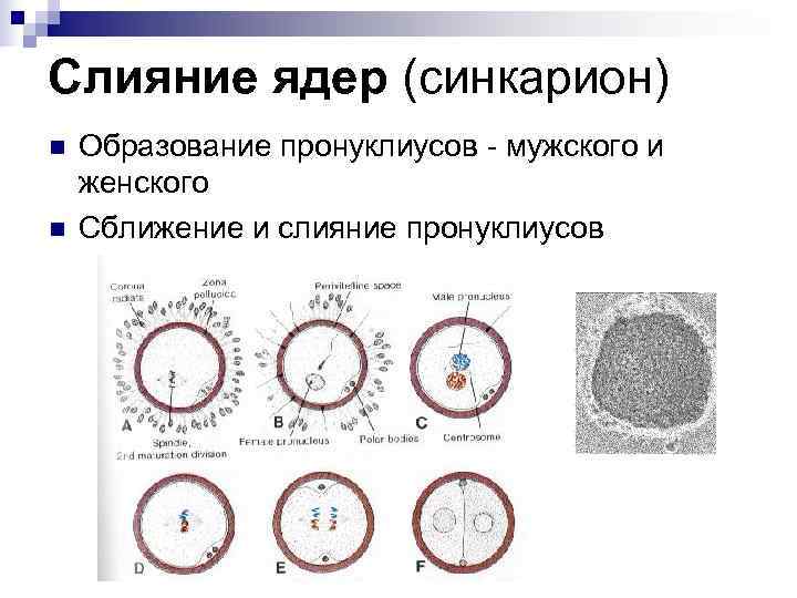 Слияние ядер (синкарион) n  Образование пронуклиусов - мужского и женского n  Сближение