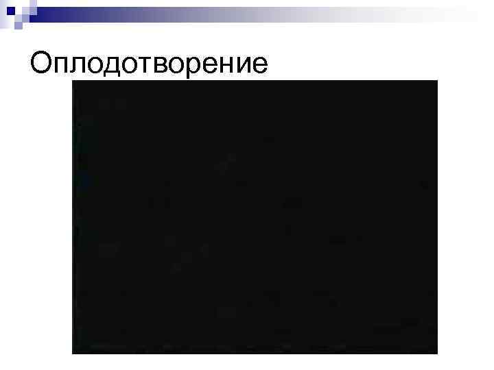 Оплодотворение 