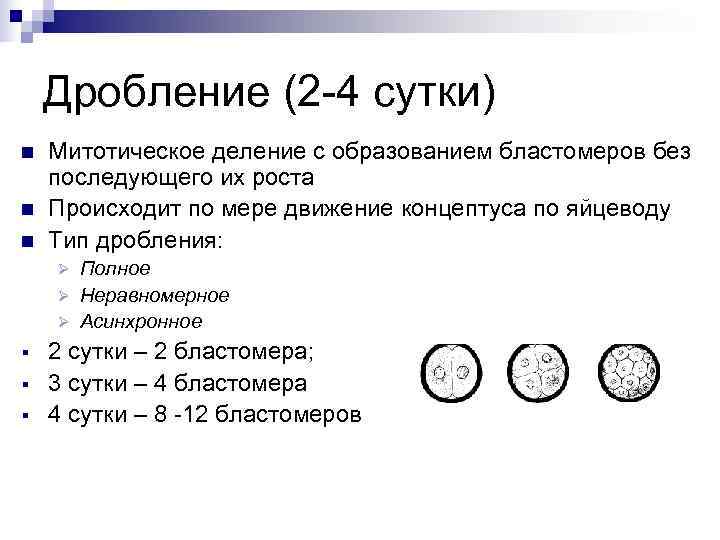   Дробление (2 -4 сутки) n  Митотическое деление с образованием бластомеров без