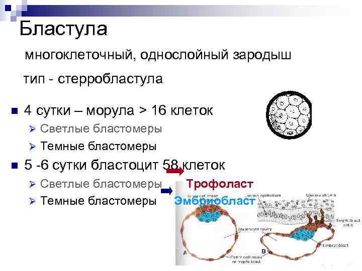   Бластула многоклеточный, однослойный зародыш тип - стерробластула n  4 сутки –