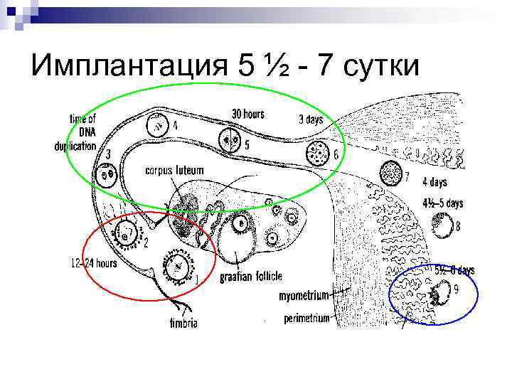 Имплантация 5 ½ - 7 сутки 