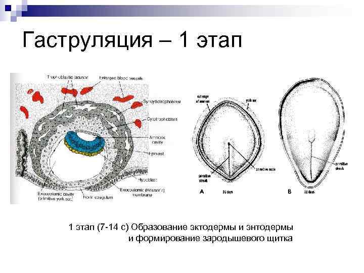 Дробление гаструляция стадии. Зародышевый диск гаструляция. Первая фаза гаструляции гистология. Гаструляция ранняя стадия 7-14 суток. 2 Этап гаструляции у зародыша человека.