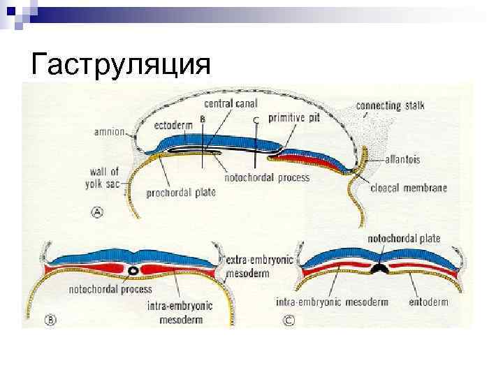 Гаструляция 