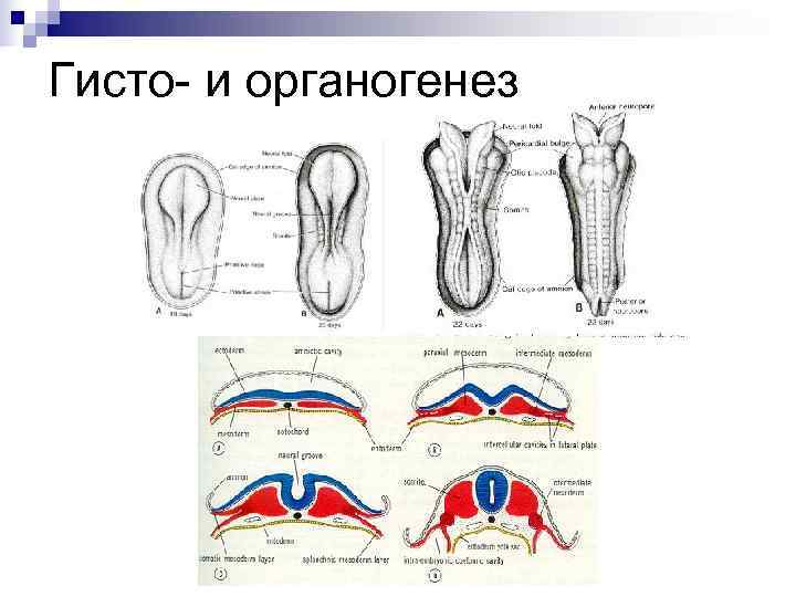 Гистогенез и органогенез рисунок