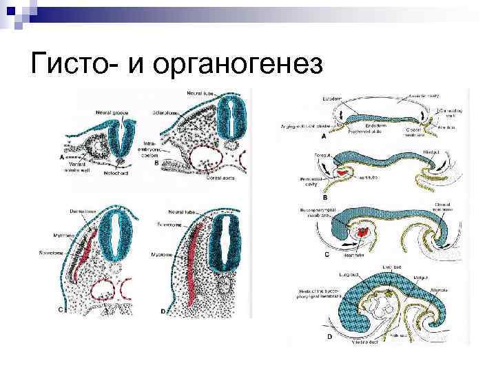 Органогенез рисунок с подписями