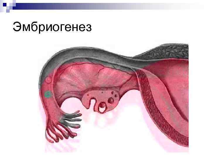 Эмбриология животных изучает. Эмбриология человека.