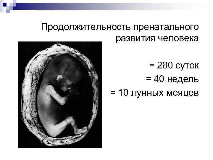 Продолжительность пренатального    развития человека    = 280 суток 