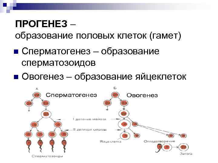 Установите последовательность этапов овогенеза образование ооцитов. Образование половых клеток сперматогенез. Периоды сперматогенеза и овогенеза.