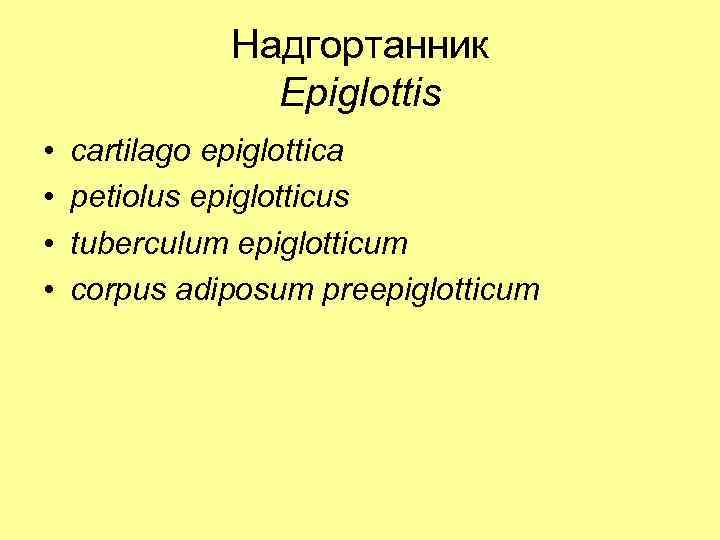 Надгортанник Epiglottis • • cartilago epiglottica petiolus epiglotticus tuberculum epiglotticum corpus adiposum preepiglotticum 