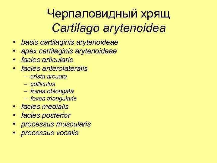 Черпаловидный хрящ Cartilago arytenoidea • • basis cartilaginis arytenoideae apex cartilaginis arytenoideae facies articularis