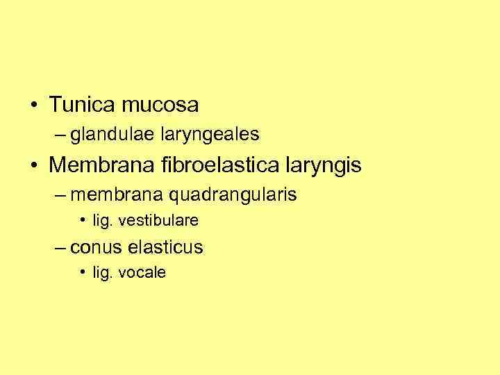  • Tunica mucosa – glandulae laryngeales • Membrana fibroelastica laryngis – membrana quadrangularis