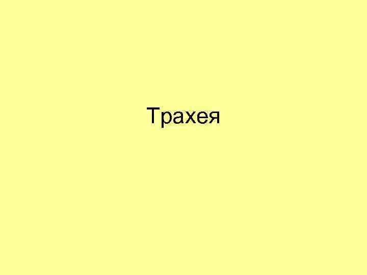 Трахея 