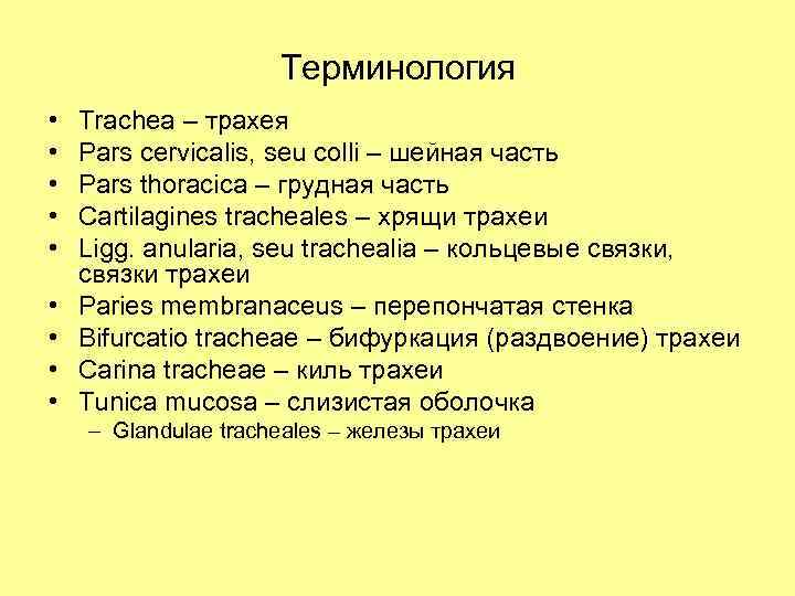 Терминология • • • Trachea – трахея Pars cervicalis, seu colli – шейная часть