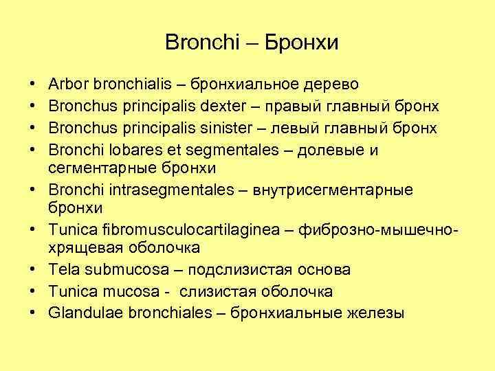 Bronchi – Бронхи • • • Arbor bronchialis – бронхиальное дерево Bronchus principalis dexter