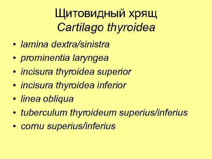 Щитовидный хрящ Cartilago thyroidea • • lamina dextra/sinistra prominentia laryngea incisura thyroidea superior incisura