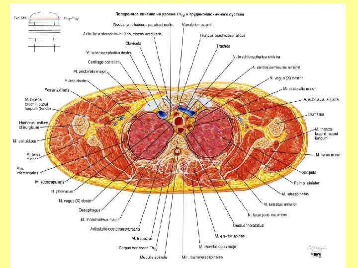 Поперечный распил грудной полости схема