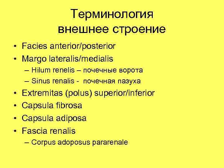     Терминология   внешнее строение • Facies anterior/posterior • Margo