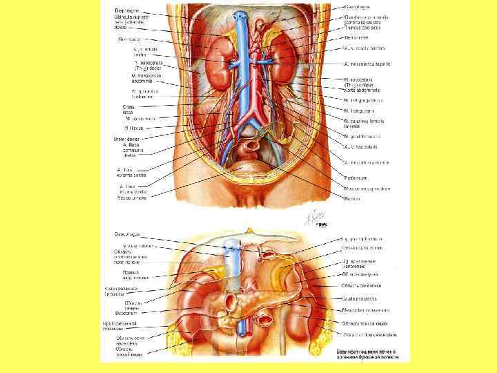   Сегменты почки •  Segmentum superius •  Segmentum anterius inferius •