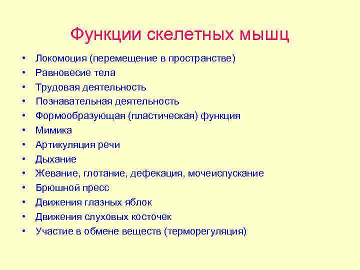Функции скелетных мышц • • • • Локомоция (перемещение в пространстве) Равновесие тела Трудовая
