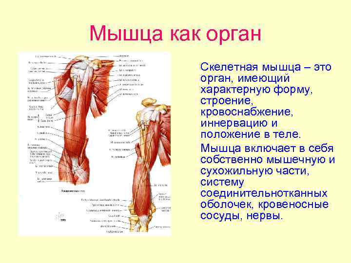 Мышца как орган Скелетная мышца – это орган, имеющий характерную форму, строение, кровоснабжение, иннервацию