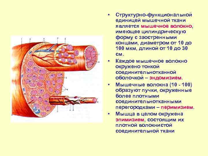  • • Структурно-функциональной единицей мышечной ткани является мышечное волокно, имеющее цилиндрическую форму с