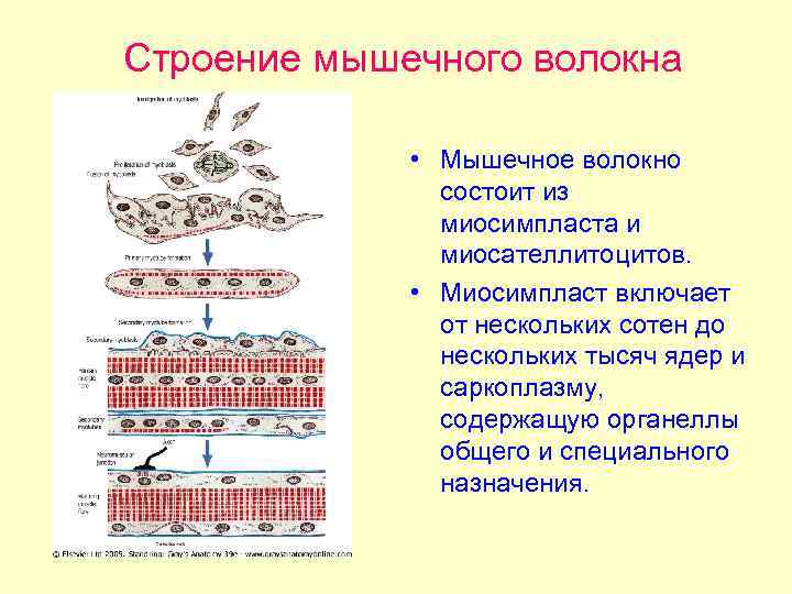 Строение мышечного волокна • Мышечное волокно состоит из миосимпласта и миосателлитоцитов. • Миосимпласт включает