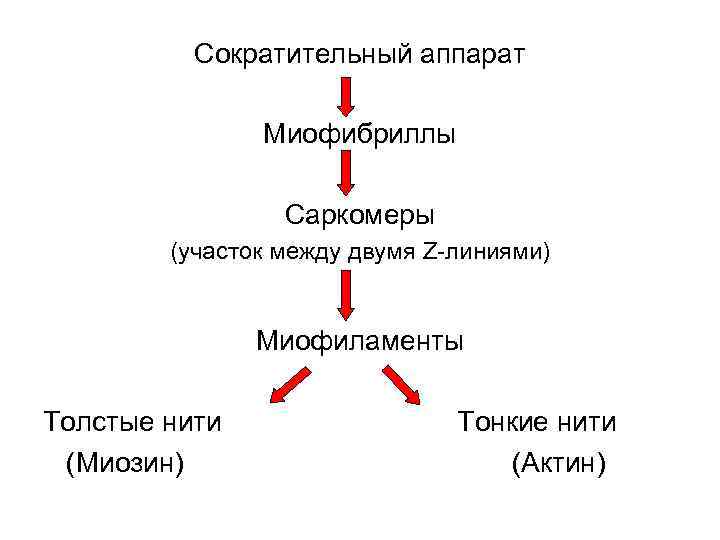 Сократительный аппарат Миофибриллы Саркомеры (участок между двумя Z-линиями) Миофиламенты Толстые нити (Миозин) Тонкие нити