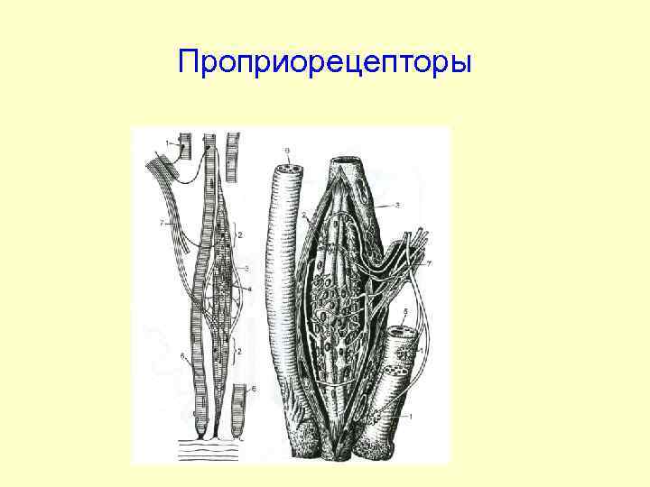 Проприорецепторы 