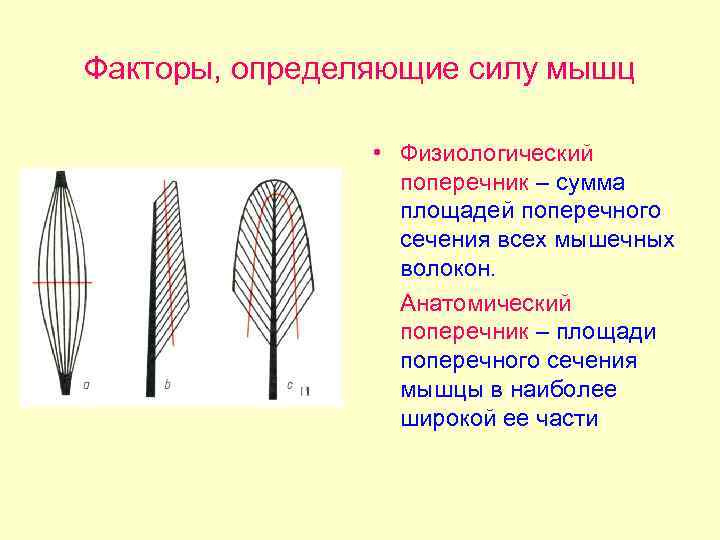 Факторы, определяющие силу мышц • Физиологический поперечник – сумма площадей поперечного сечения всех мышечных