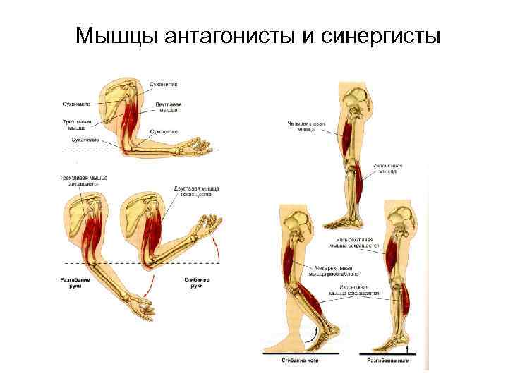 Мышцы антагонисты и синергисты 