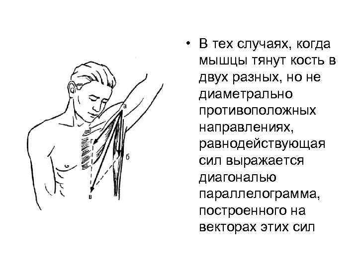  • В тех случаях, когда мышцы тянут кость в двух разных, но не