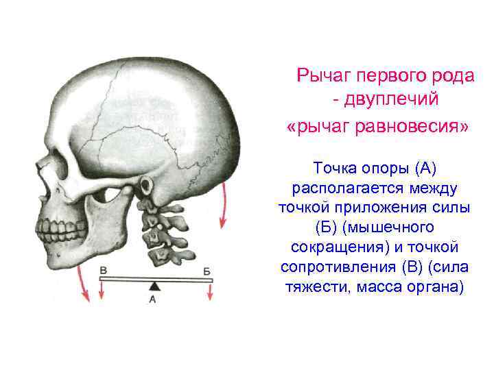 Рычаг первого рода - двуплечий «рычаг равновесия» Точка опоры (А) располагается между точкой приложения