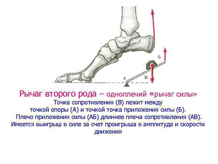Рычаг второго рода – одноплечий «рычаг силы» Точка сопротивления (В) лежит между точкой опоры